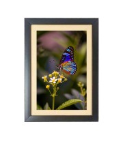 Colorful butterfly  Photo Frame Funny Animal and Bird Cartoon Art, Black color, 11x15 Inch