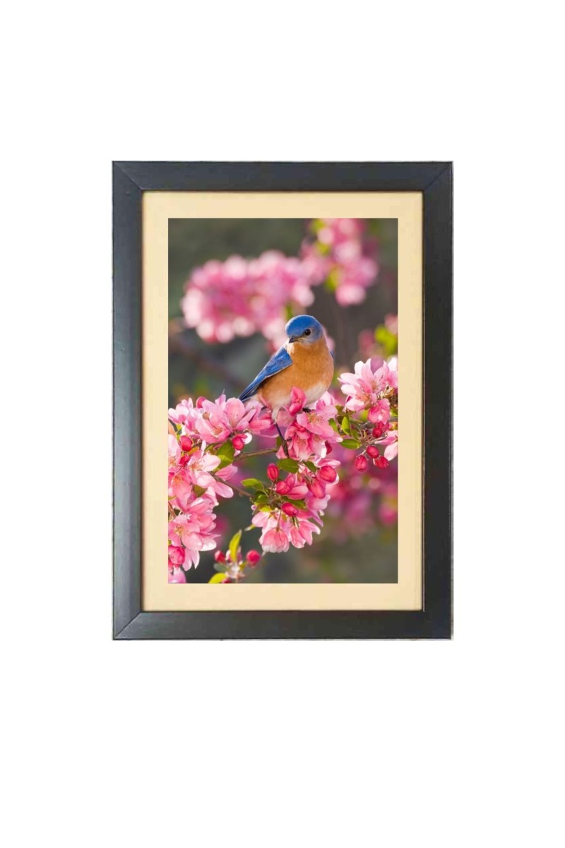 A Bird is sitting in a branch  Photo Frame Funny Animal and Bird Cartoon Art, Black color, 11x15 Inch