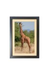The Giraffe Animal Photo Frame Funny Animal and Bird Cartoon Art, Black color, 11x15 Inch The Giraffe Animal Photo Frame Funny Animal and Bird Cartoon Art, Black color, 11x15 Inch