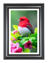 Summer Tanager Photo Frame | 10x14 Inch Black Designer Wall & Table Frame | Perfect for Gifting & Home Decor